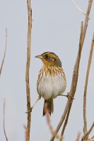Saltmarsh Sharp-tailed Sparrow (Ammodramus caudacutus)